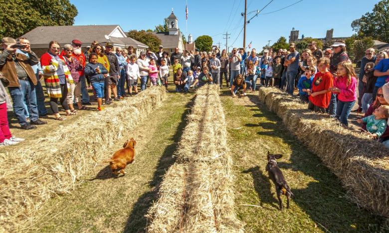 Dog Races at the Wiener Rice Festival
