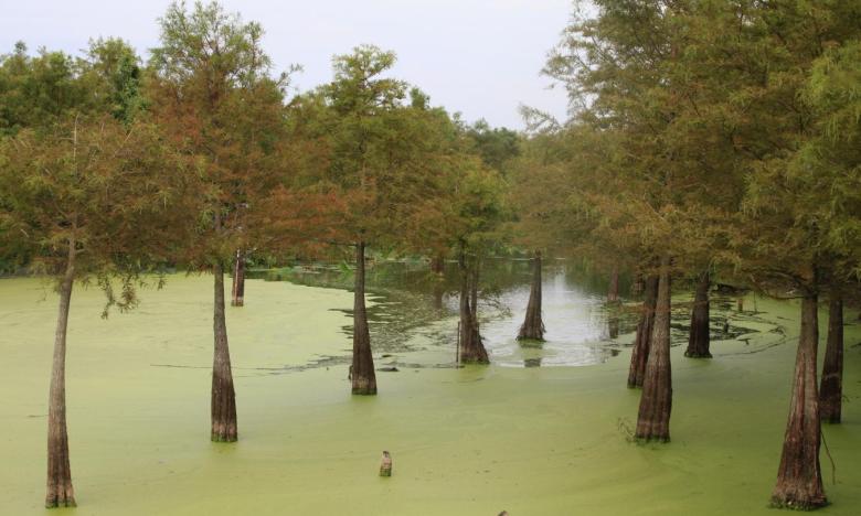 Choctaw Island is an attraction and habitat for wildlife.