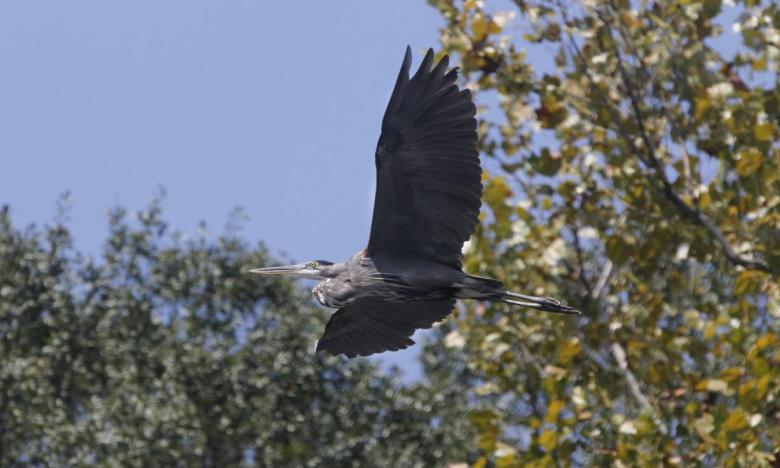 You never know what you may see at Choctaw Island!
