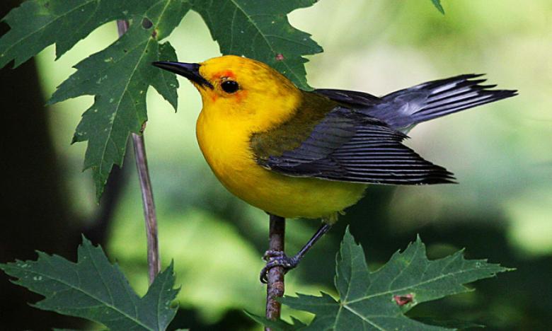 The Prothonotary Warbler is one of many examples of wildlife on the refuge to see and photograph.