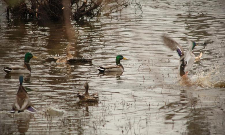 Wapanocca National Wildlife Refuge.