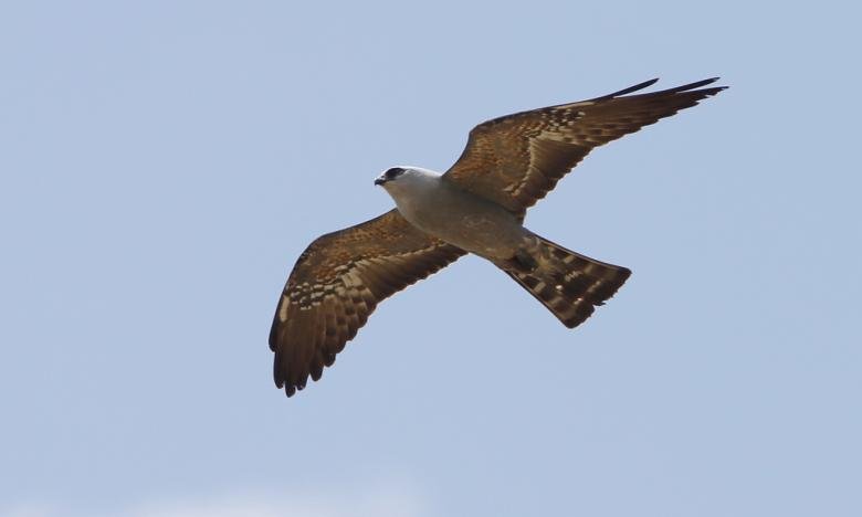 Wapanocca NWR is a great location for bird watching!