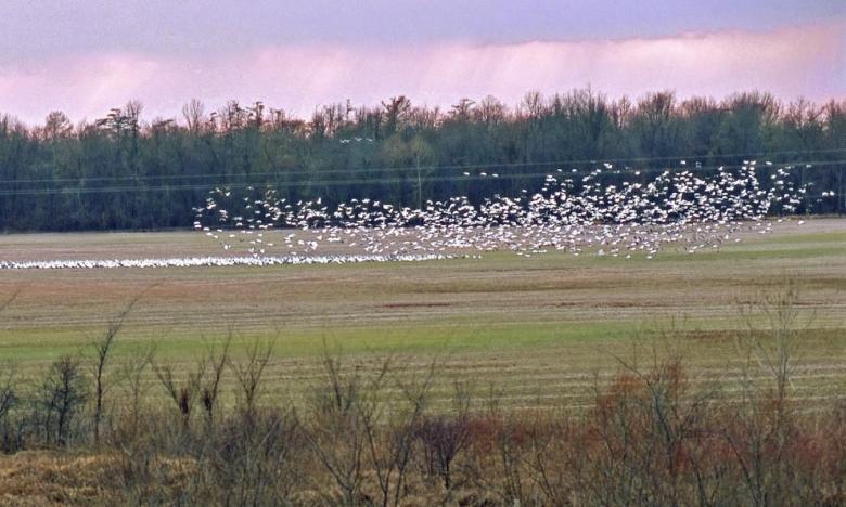 The White River National Wildlife Refuge is a wonderland for bird watchers.