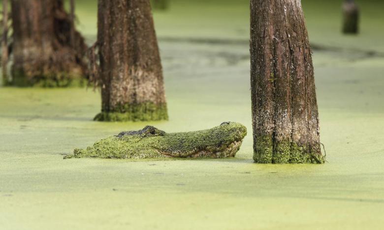 One of the residents at the Freddie Black Choctaw Island Wildlife Management Area in Arkansas City.