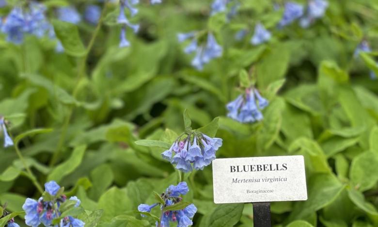 Bluebells