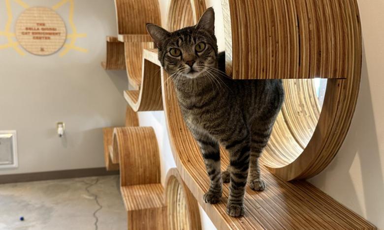 Cats love climbing the ledges in the cat rooms.