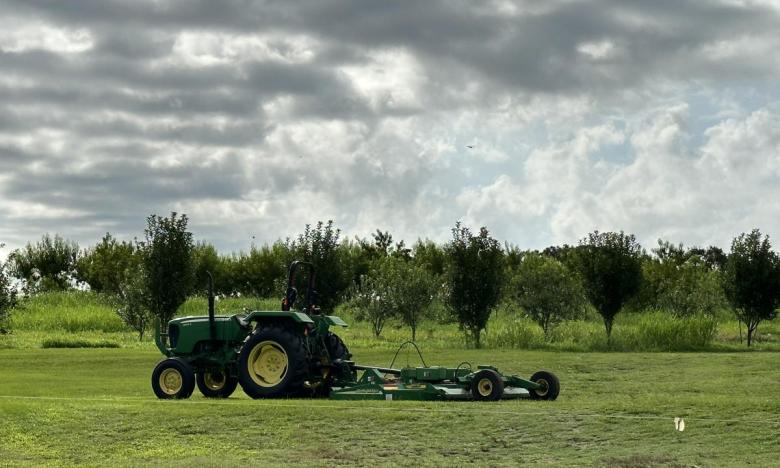 The orchards at Drewry Farm