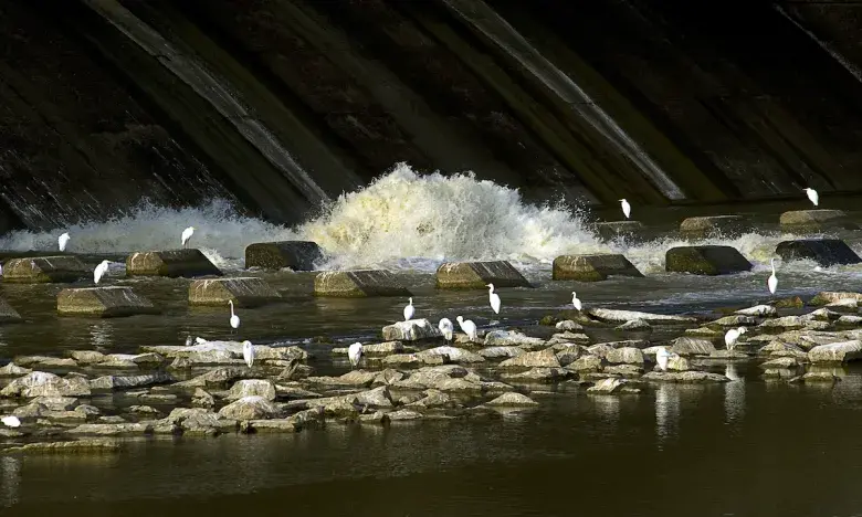 More than 300 species of birds have been sighted in the Millwood Lake area, one of Arkansas' best birding locations.