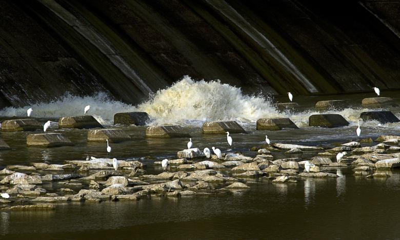 More than 300 species of birds have been sighted in the Millwood Lake area, one of Arkansas' best birding locations.