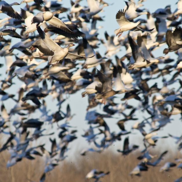 Snow geese in Southeast Arkansas