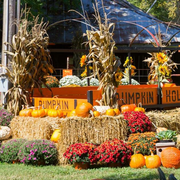 pumpkin hollow