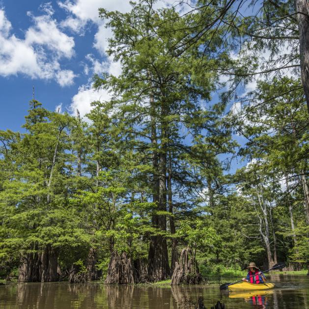 Bayou Bartholomew is the longest bayou in the world. 