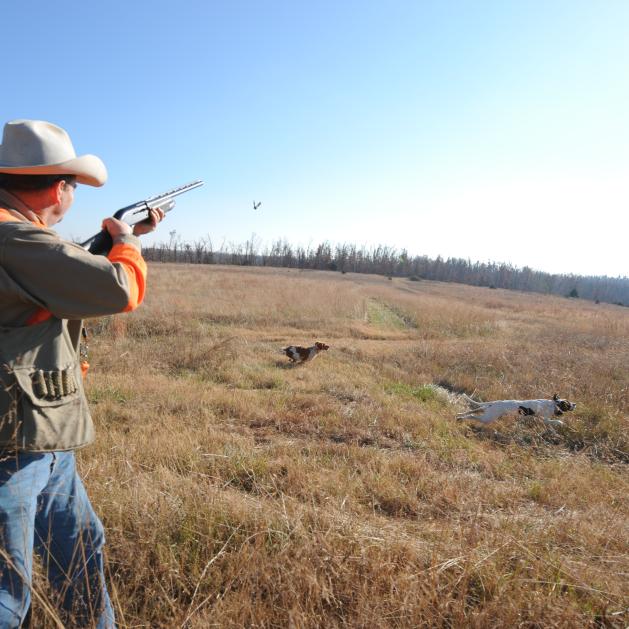 A quail hunter in Arkansas