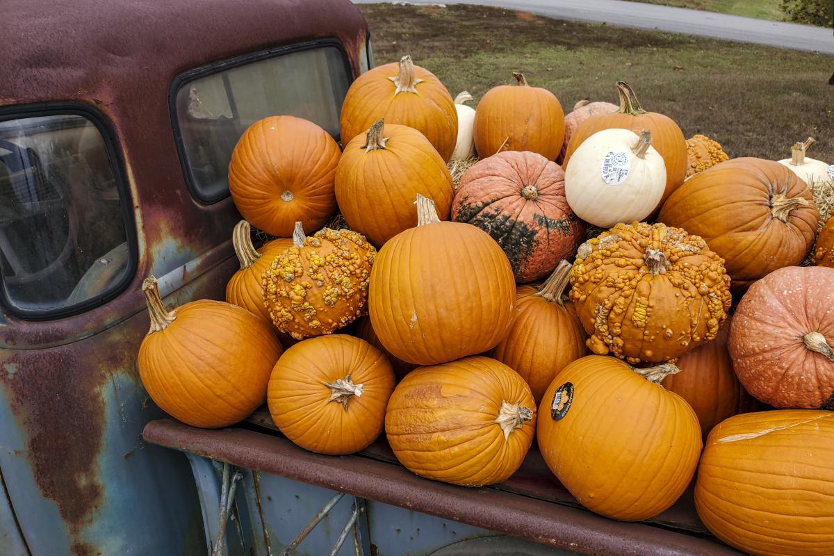 Five Places For Little Monsters To Get Ghoulish This Halloween Arkansas Com