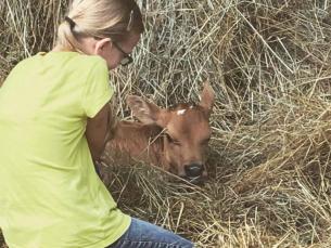 Dogwood Hills Guest Farm