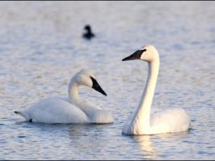 Trumpeter Swans in Heber Springs