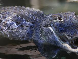 Alligators in Arkansas