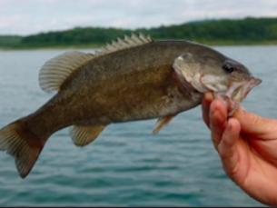 Smallmouth Bass 