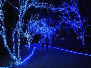Holiday Lights at Garvan Woodland Gardens 