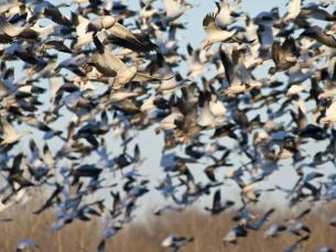 Snow geese in Southeast Arkansas