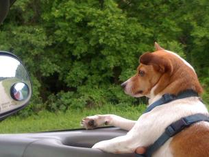Dog Friendly Activities
