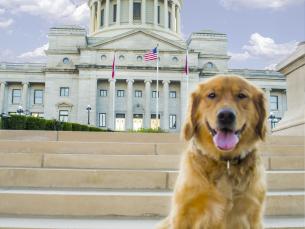 Dog-Friendly Activities in Little Rock 