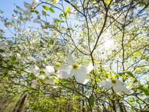 Dogwoods