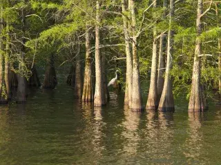 Lake Chicot State Park - Waterfowl