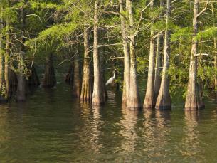 Lake Chicot State Park - Waterfowl