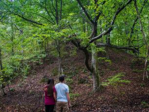 Loess-covered ridge at Valley Creek State Park