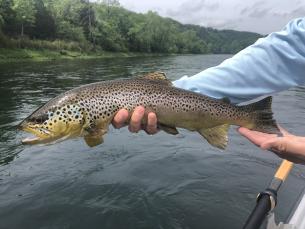 White River brown trout