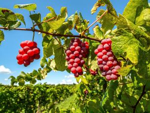 Post Winery on the Altus Wine Trail