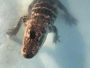 The Arkansas Alligator Farm in Hot Springs 