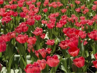 Garvan Woodland Gardens in Hot Springs