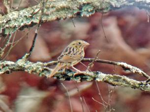 Henslows sparrow Ammodramus henslowii in Arkansas