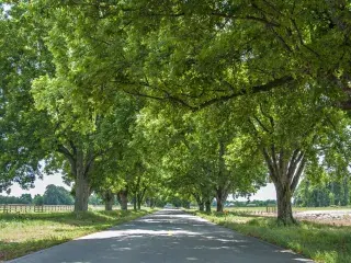 Pecan trees in Scott