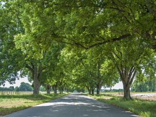 Pecan trees in Scott