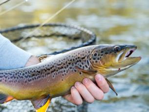 Trout from White River