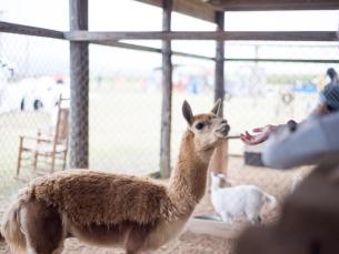 Spend some time at the barnyard at Peebles Farm and Corn Maze