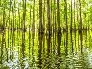 The St. Francis National Forest covers over 22,000 acres in the Lower Delta