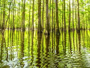 The St. Francis National Forest covers over 22,000 acres in the Lower Delta