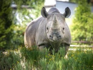 Little Rock Zoo