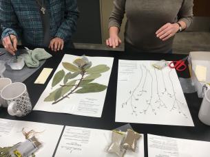 ANHC Herbarium 