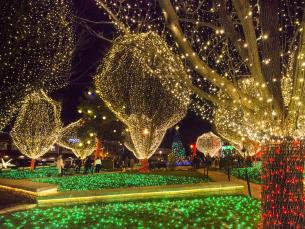 Holiday Lights