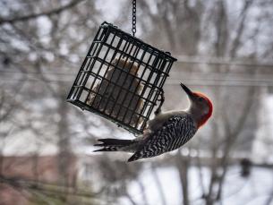 Birdwatching in the Winter in Arkansas
