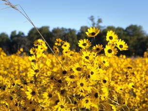 Downs Prairie Natural Area in De Valls Bluff