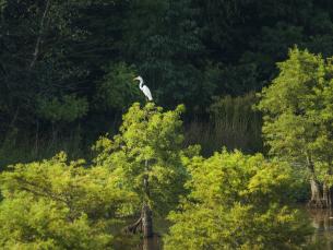 Egret at Lake Chicot State Park