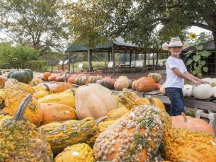 Pumpkin Hollow in Piggott
