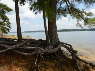 View of the lake on the Island Trail at DeGray Lake Resort State Park