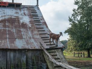 Don't try this at home. This Pumpkin Hollow goat is trained to do that!